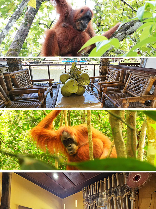 Sumatra Inn & Travel Bahorok North Sumatera